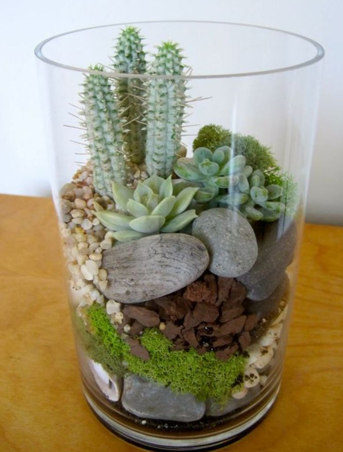 Bikin Rumah Makin Cantik dengan Tanaman Kaktus Mini, Yuk!